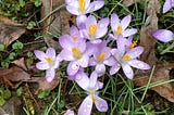 Light purple crocuses are emerging from dead winter leaves after a spring shower.