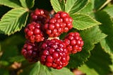 Our Avalanche of Berries is On Its Way