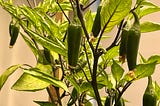 Blood and Bone + Chillies under LEDs.