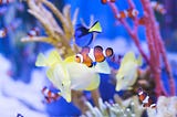 An orange clownfish is at the forefront of an aquarium full of several different species of underwater creatures. Behind the main subject are yellow fish, blue fish, and other clownfish, as well as multi-coloured underwater plants.