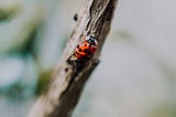 ladybug