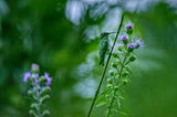 Naturally controlling Mosquitoes while Preventing “Monarch Massacres”