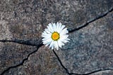 Photo of dandelion flower growing between cracks in the concrete floor
