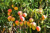 Cricket, Mangoes and Childhood