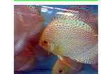 How To Breed Tropical Fish: A Comprehensive Guide