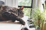 My Cat Died and I Felt Profound, Ugly Grief