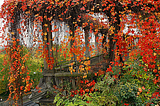 Autumn Vines, Wineberg, Germany
