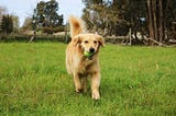 TOP 5 MOST PLAYFUL DOG BREEDS!