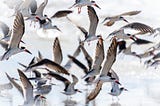 Lessons from Black Skimmers