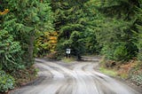 A country road splitting into thick tree cover.