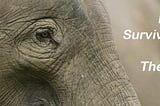 IoT for the Survival of Elephants and also Their Threats to People