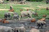 Forest Elephants Are a Pillar of Their Rainforest Ecosystem