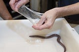 Synthetic Hagfish Slime to Assist Sailors?