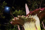 Keeping Vigil, Being Brave: How the Barnard College corpse flower kept my going through the police…