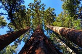 Giant Sequoia Groves