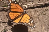 Мексика природная. Заповедник бабочки Монарх.