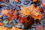 Orange leaves in water