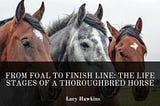 From Foal to Finish Line: The Life Stages of a Thoroughbred Horse