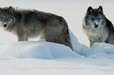 The Two Wolves Within: Choosing Which One to Feed [& The Power of Conscious Choice]