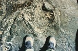 An imprint of a three-toed dinosaur footprint in a grey rock encrusted with barnacles and limpets, with human feet feet to show the scale. The dinosaur footprint is at least twice the length of the human foot, and about 4 times wider.