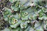 Beyond Oxidative Damage: Reactive Oxygen Species (ROS) Are Essential for Ordered Plant Development…