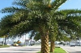 Palm Tree Seeds
