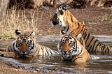 The Visit Ranthambore National Park on your trip to Rajasthan