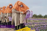 Trouble in the saffron fields of Afghanistan