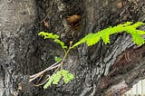 A fresh stem from an old tree bark