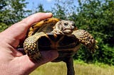 What Do Russian Tortoises Eat?