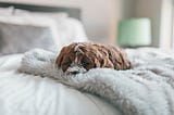 A cute puppy with sad eyes lies on a blanket on a bed