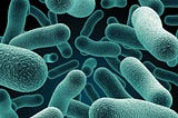 Prevotella : la bactérie qui pourrait être au cœur des questionnements sur le Covid-19
