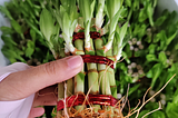 Harmony and Prosperity: Unveiling the Allure of Wholesale Lucky Bamboo