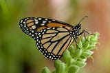 monarch butterfly on plant