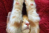 I Have Cute Toes and I Know It