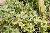 Kitchen Gardning Challenges
