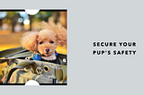 Safety First: The Importance of a Secure Puppy Harness