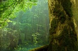 3 Reasons Nature Doesn’t Need a CEO