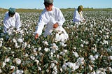 farmers harvesting cotton in a field