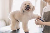 Benefits of Dog Grooming
