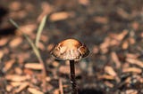 The Mystical Side of Psilocybin 🍄: A proposed study