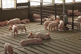 Hog farm with small pigs in confined system. Image is by United Soybean Board.
