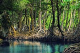 The Mangrove