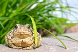 Desert Toads File Complaint, Would Like to Know What the F*** is Going On