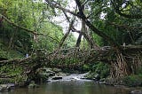 Living Root Bridges Meghalaya