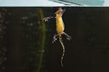 How to Save An Animal From Extinction: the Story of the Bosnian Newt