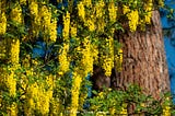 Cassia Fistula Blossoms Soon To Bloom In South Lake Tahoe