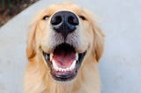 Keeping your dog’s teeth clean and healthy