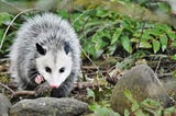 Stories from the Past: Night of the Opossum