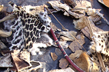 Animal skins and other artefacts for sale for use in juju.